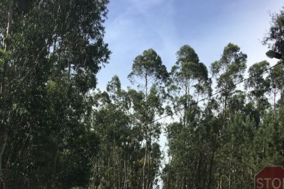 Percurso para peregrinos sugerido pela Câmara Municipal de Pombal