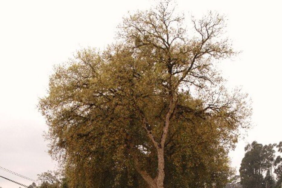 Percurso para peregrinos sugerido pela Câmara Municipal de Pombal