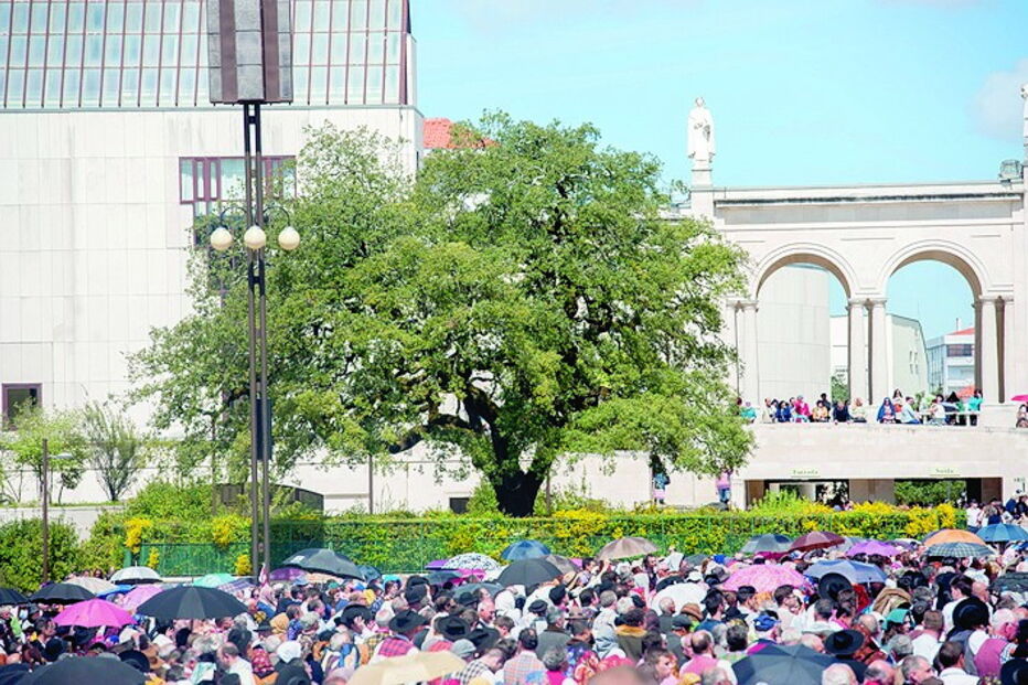 Árvore tem 13,5 metros de altura