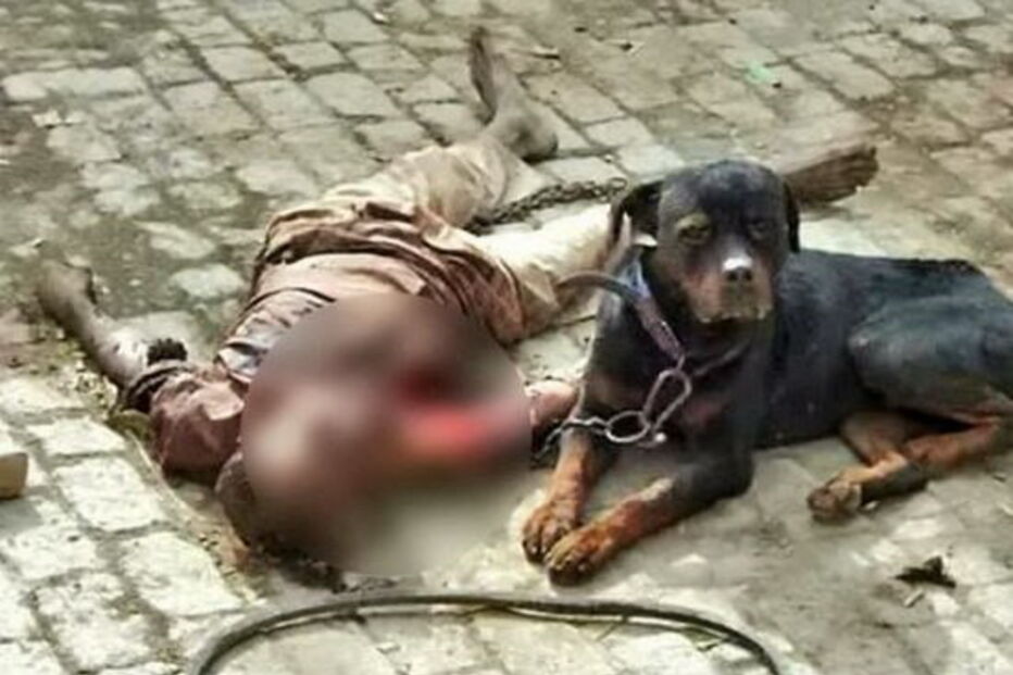 2017-05-13_00_42.08 O cão Tiger não saiu de junto do cadáver do dono até ser encurralado pela polícia e por populares.JPG