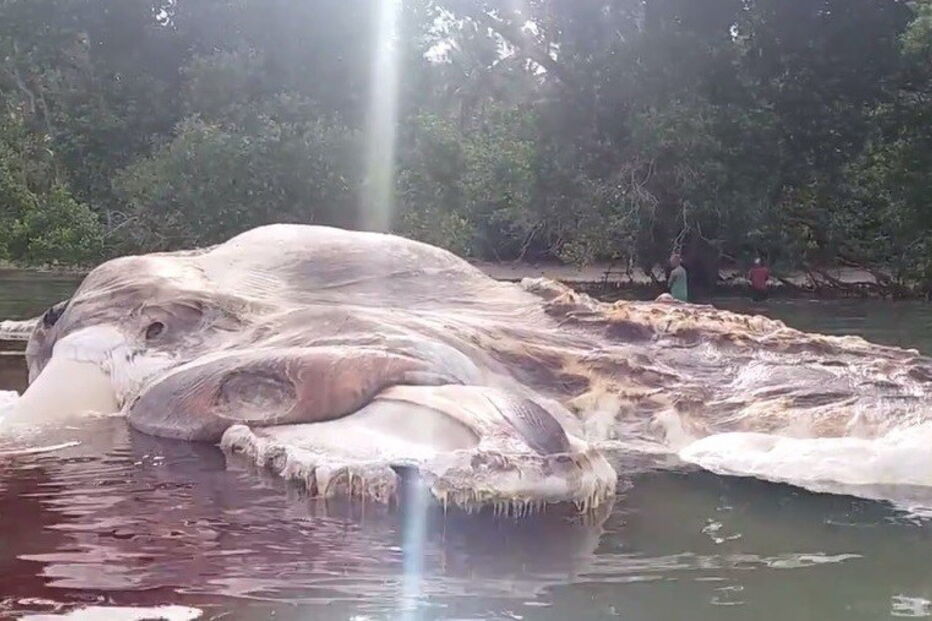 Hulung, Indonésia, Seram, cachalote, lula gigante, impressiona, dá à costa, deu à costa, Comando Militar de Pattimura