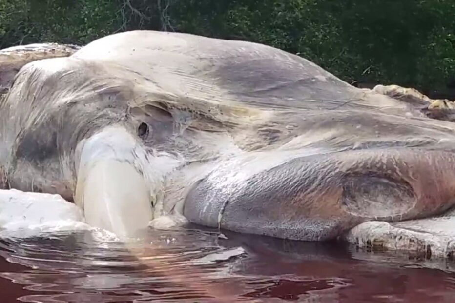 Hulung, Indonésia, Seram, lula, lula gigante, impressiona, dá à costa, deu à costa, Comando Militar de Pattimura, cachalote, baleia