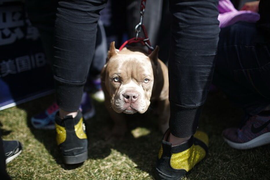 2017-05-14_15_24.18 cão, American Bully, raça, ataque, bebé, 2 anos, American bully dog expo Tianjin China, Liverpool, tia, Reino Unido, casa.jpg