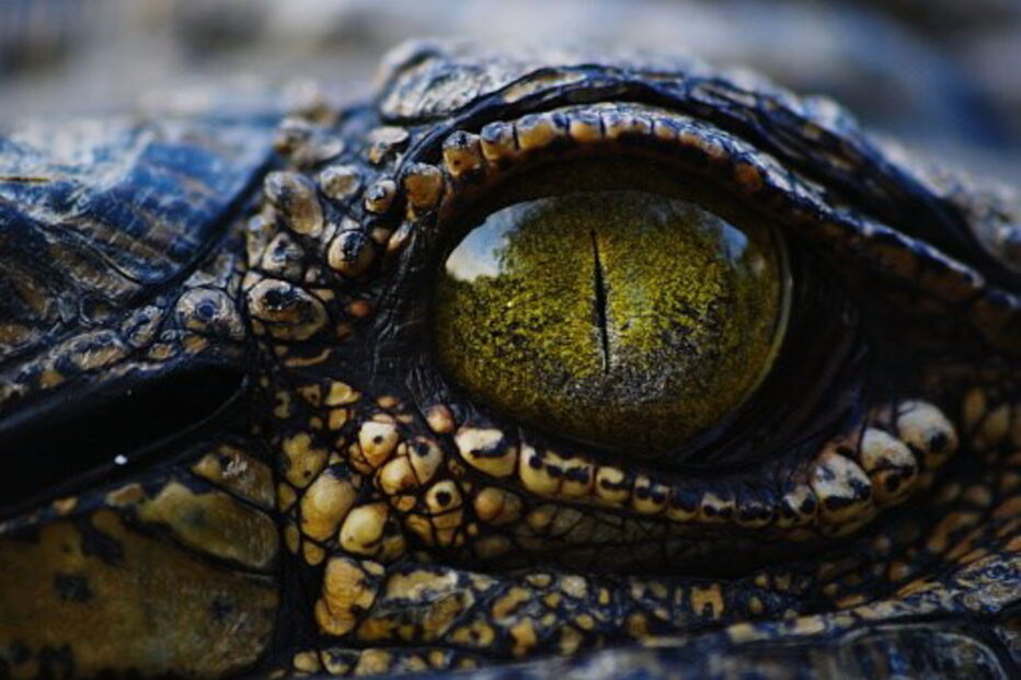 crocodilo, padre, África do Sul, rio, atravessar, Jesus Cristo, Bíblia, Jonathan Mthethwa