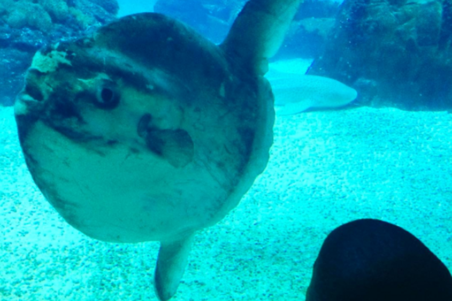 Lisboa, Madonna, Portugal, Oceanário, Ritz