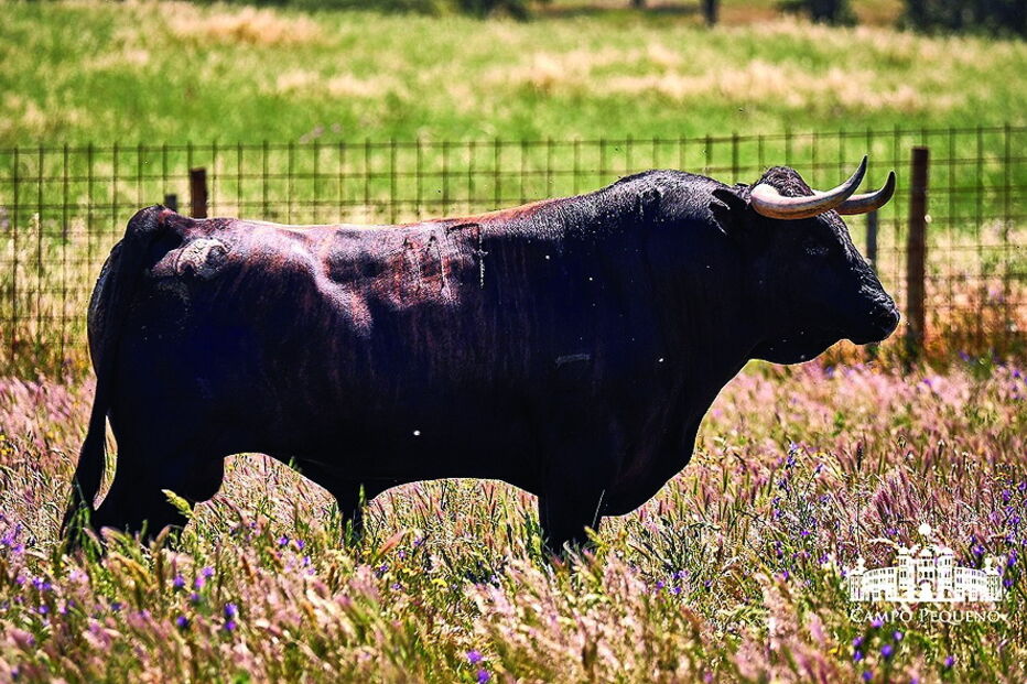 tourada, Campo Pequeno, Corrida Vidas/CM