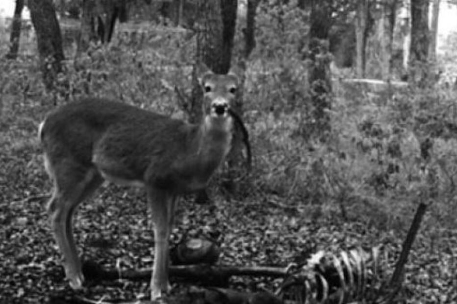 cervo, Bambi, descoberta, ciência, prova científica, carne humana, cadáver, herbívoro, necrófago