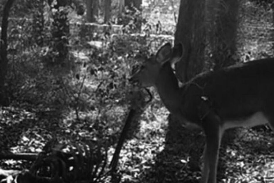 cervo, Bambi, descoberta, ciência, prova científica, carne humana, cadáver, herbívoro, necrófago