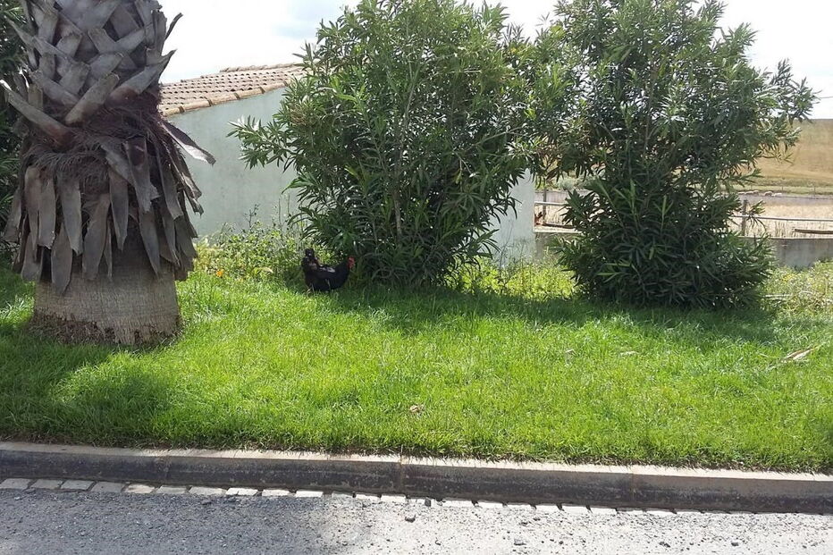 A galinha de Luís Brito