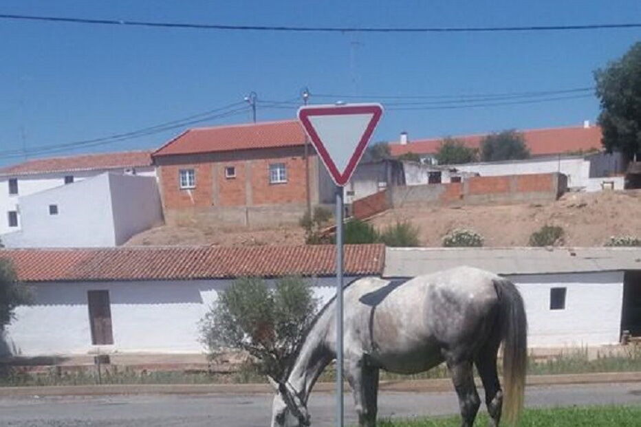 Um dos animais na aldeia 