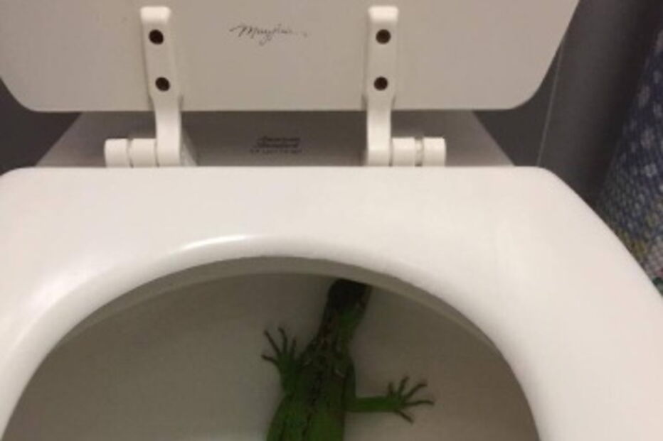 Iguana, animal selvagem, sanita, Flórida, mulher, assustada, resgate, répteis