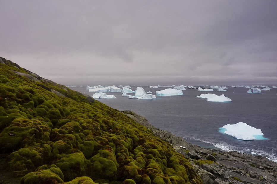 Antártida está tornar-se verde devido a alterações climáticas