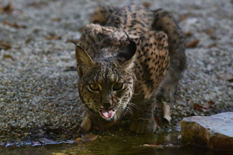 Lince Ibérico