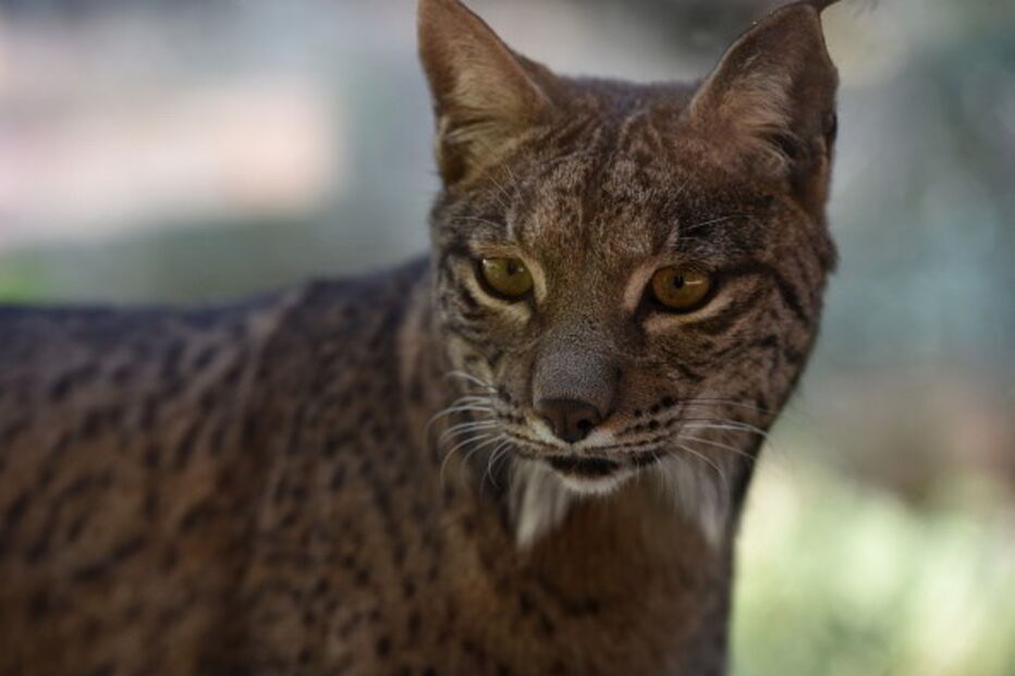 Lince Ibérico