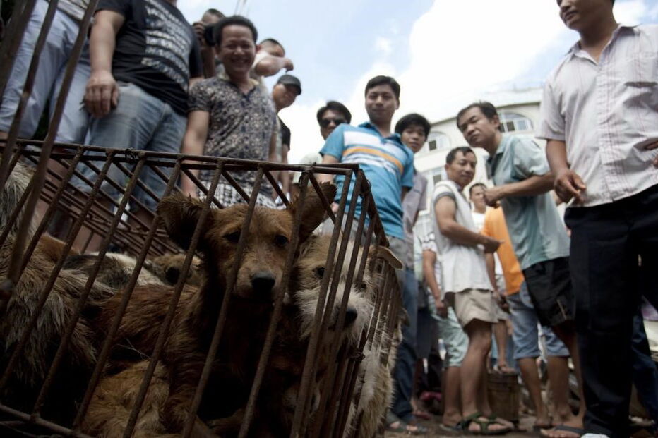 Festival Yulin, China, petição, cães, gatos, vender, milhões, defensores dos animais, Carrie Fisher, organização