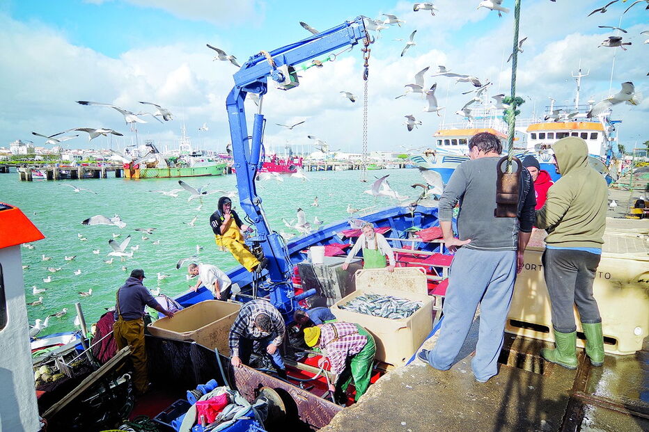 Algarve, peixe, pescadores, País, preço, região
