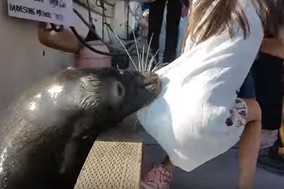 Leão-marinho abocanha menina