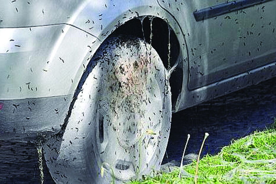 Invasão de traças cobre ruas de branco