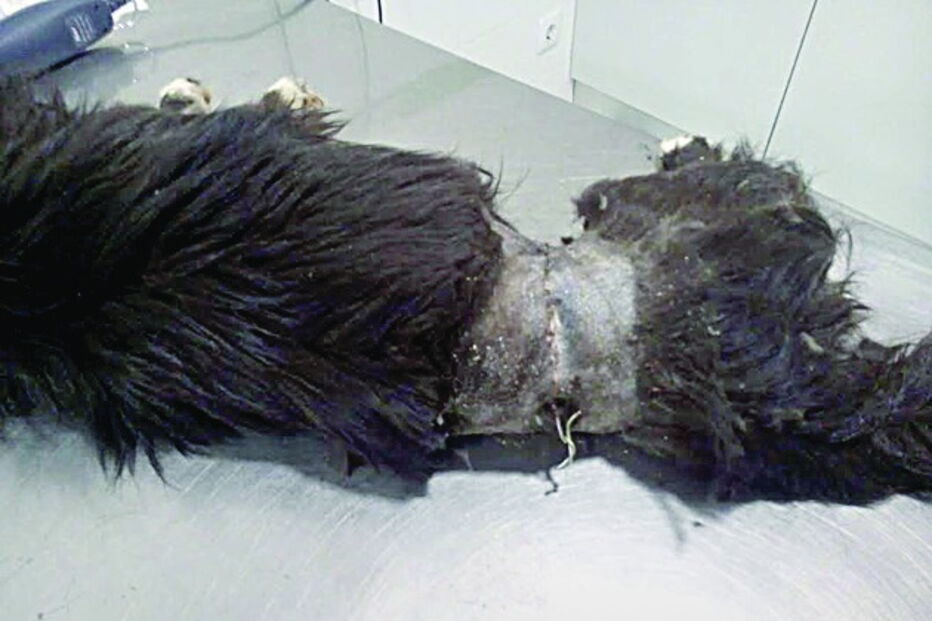 Pele já cobria o arame da armadinha de caça, que ficou preso ao animal 