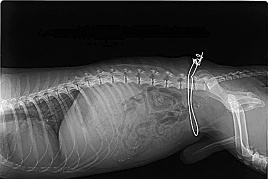 Cirurgia para retirar arame foi realizada com sucesso por veterinário local