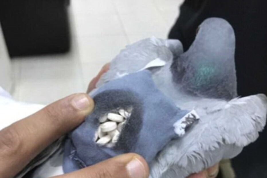 2017-05-25_14_38.00 40C57C8F00000578-4540396-image-m-44_1495695817254.jpg