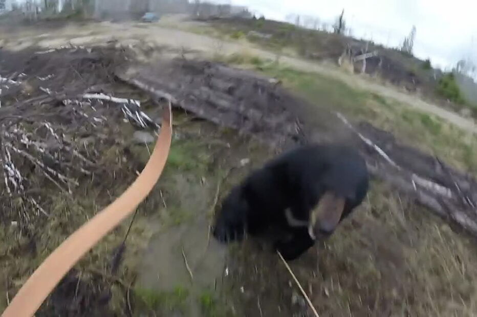 Caçador fila ataque de urso negro
