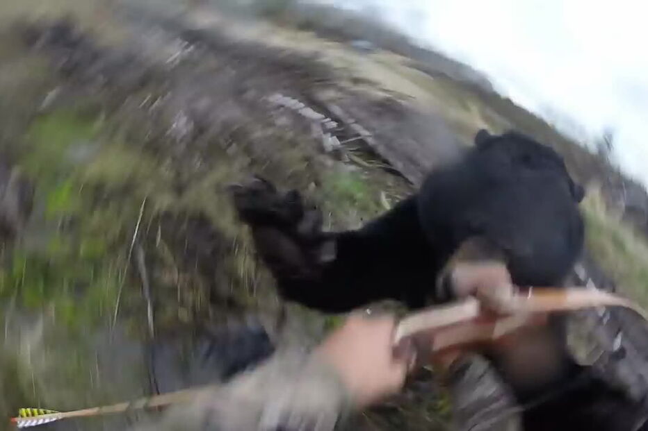 Caçador, filma ataque, urso negro, canadá