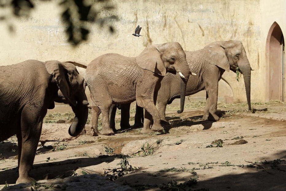 Jardim Zoológico, Zoo, animais, Lisboa