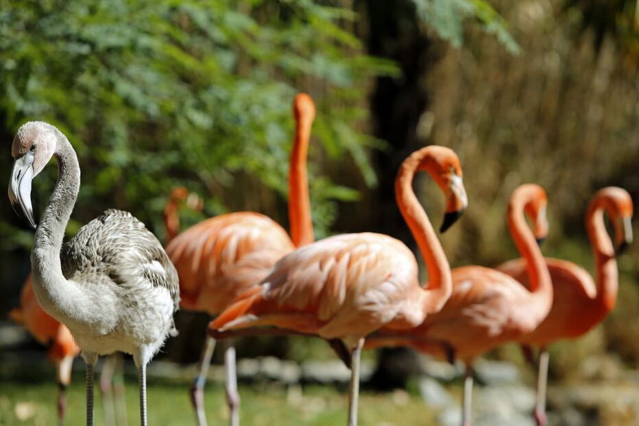 Jardim Zoológico, Zoo, animais, Lisboa