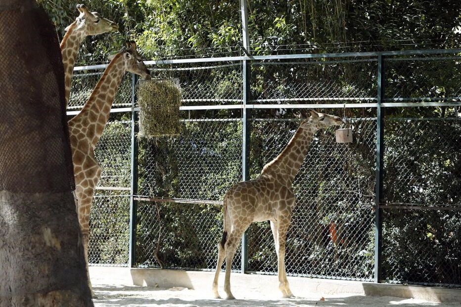 Jardim Zoológico, Zoo, animais, Lisboa