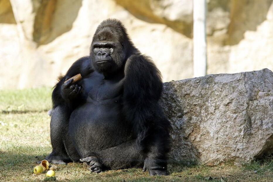 Jardim Zoológico, Zoo, animais, Lisboa