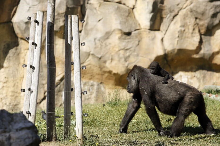 Jardim Zoológico, Zoo, animais, Lisboa