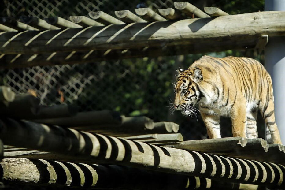 Jardim Zoológico, Zoo, animais, Lisboa