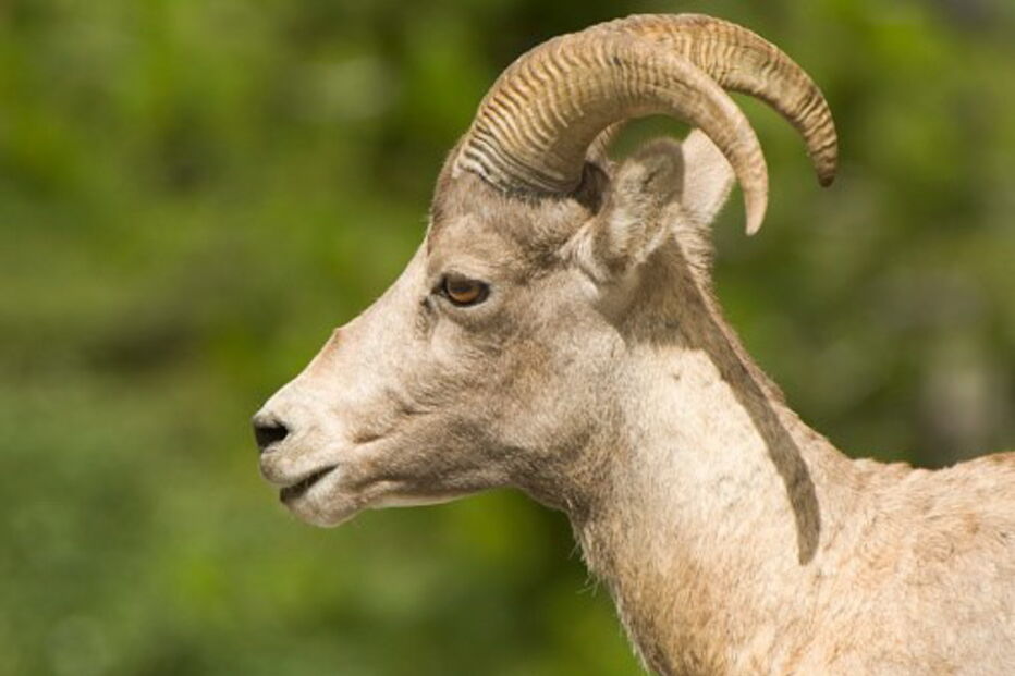 pastor, morte, morto, carneiro, Arcos de Valdevez, cornos, animal