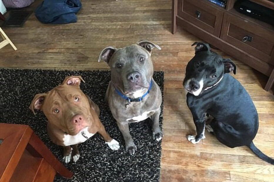 Bebé foi deixada com os três cães da família