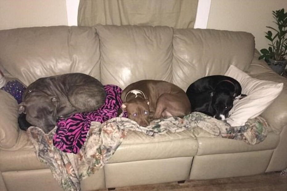 Bebé foi deixada com os três cães da família