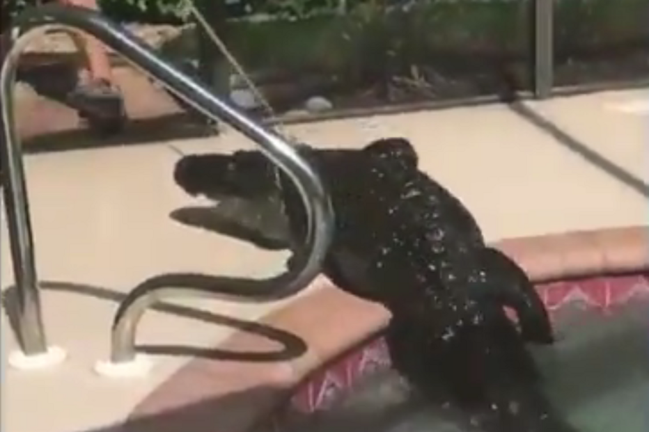 Família encontra crocodilo na piscina