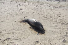 Golfinho deu à costa a cerca de 500 metros da unidade balnear da Culatra