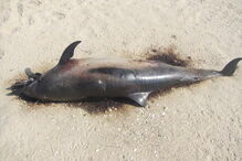 Golfinho deu à costa a cerca de 500 metros da unidade balnear da Culatra