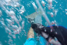 Mergulhador filma tubarão a atacá-lo no meio do mar