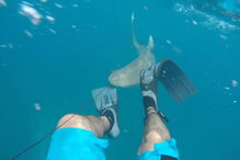 Mergulhador filma tubarão a atacá-lo no meio do mar