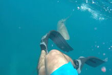 Mergulhador filma tubarão a atacá-lo no meio do mar