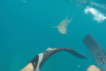 Mergulhador filma tubarão a atacá-lo no meio do mar