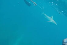 Mergulhador filma tubarão a atacá-lo no meio do mar