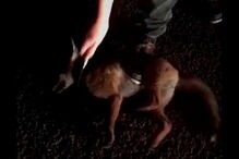 Alunos de veterinária competem para ver quem mata animal maior