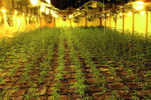 Estufas na antiga fábrica tinham pés de canábis em várias fases de maturação 