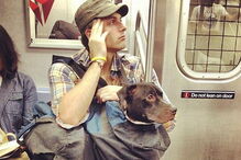 Nova Iorque, Estados Unidos, Metropolitan Transport Authority, ambiente, animais, sacos, metro, lei