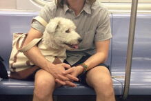 Nova Iorque, Estados Unidos, Metropolitan Transport Authority, ambiente, animais, sacos, metro, lei