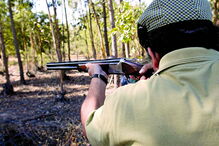 raposa, caça, deputados, animais, projeto-lei, caçadores