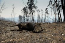 Cão queimado no incêndio de Pedrogão Grande
